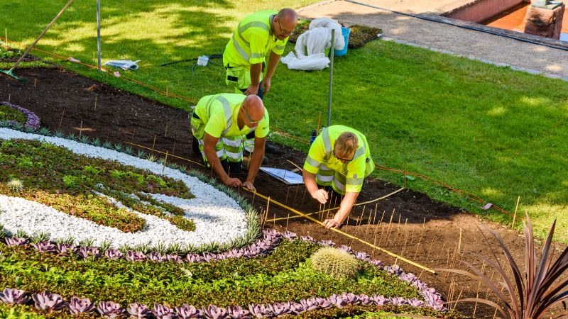Gladiolus Planting