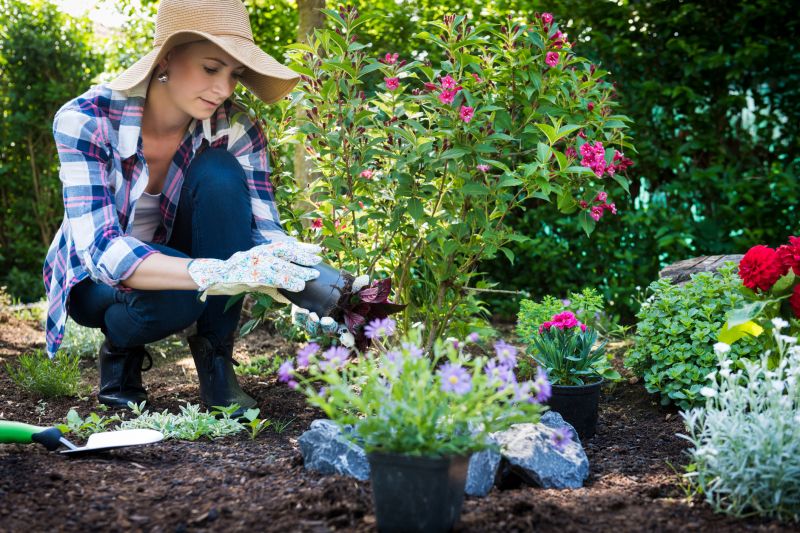 Gladiolus Planting detail